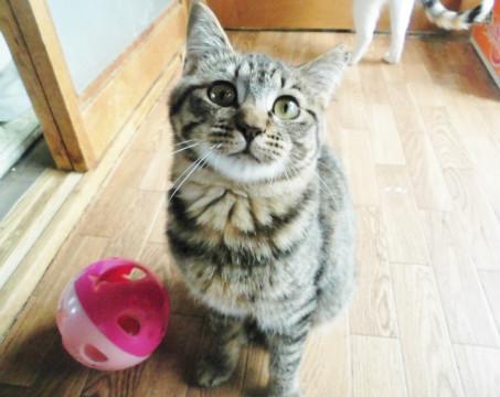 たれ目が可愛い★じゃじゃ丸