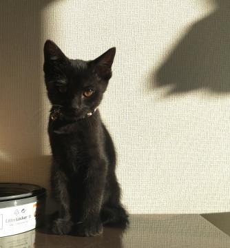 長毛の黒猫ちゃん