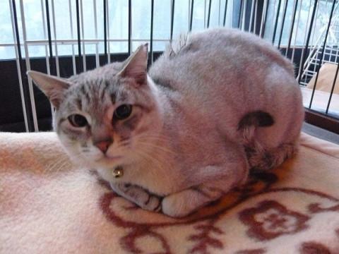 とても甘えん坊♡薄ブルーアイのシャム系君