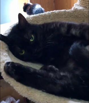 黒猫だけど中は白？珍しくて懐こい女の子