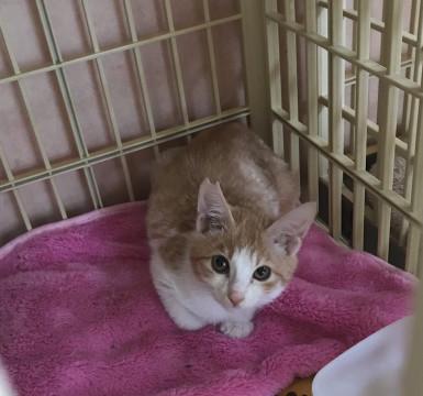 去勢手術済み♪茶白の甘えん坊の男の子　