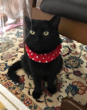 優しい黒猫女子エルザ