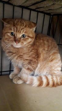 ふわっふわっ♬茶トラ坊や(*^o^*)