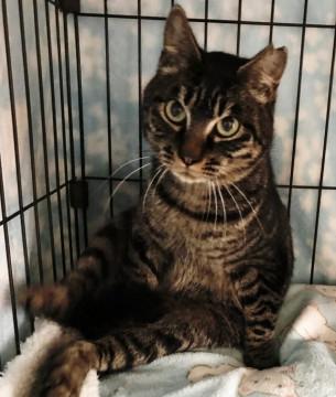 ふみふみが止まらない甘えん坊！