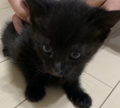 ヨチヨチ歩きがとっても可愛い仔猫ちゃん