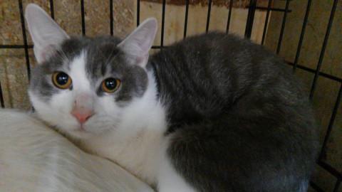 代理投稿です　多頭飼い崩壊猫君