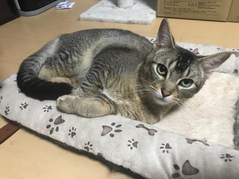 ゴロゴロ甘えん坊