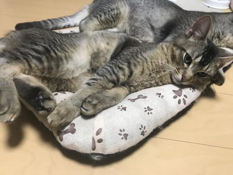 元気な甘えん坊