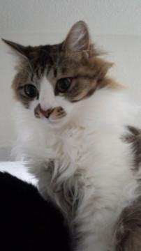 小柄なノルウェージャン風　ふわふわ