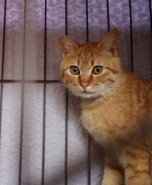 困った顔の気弱男子  夜明くん