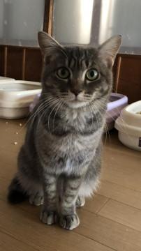 グレー雉の かわいこちゃん(๑˃̵ᴗ˂̵