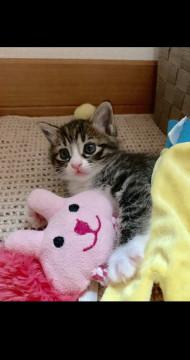 ちびちびぃ〜ず 雉白ちゃん(*´꒳`*)