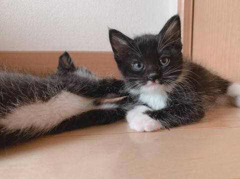 ちびちびぃ〜ず 黒白ちゃん(*´∀｀*)