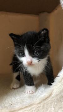 ちびちびぃ〜ず 白黒ちゃん(๑˃̵ᴗ˂̵