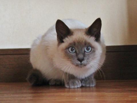 シャム系？イケメン♡