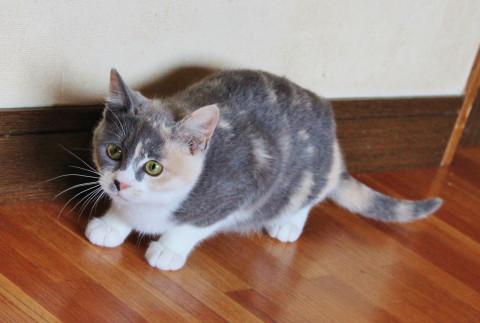 生後４ケ月のグレー三毛猫