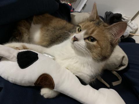 抱っこ大好き！むちゃ