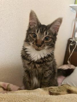 中毛に白い足袋をはいたタビ君