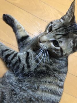 可愛い 黒雉ちゃん(´∀｀=)