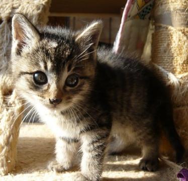 キジトラちび君兄