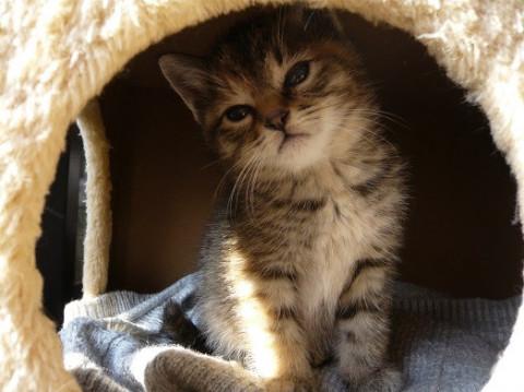 茶キジトラちびちゃん妹