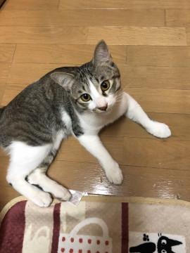 かわいいイケメン君