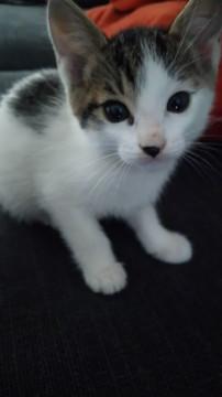 かわいい子猫ちゃんの里親さんを募集します