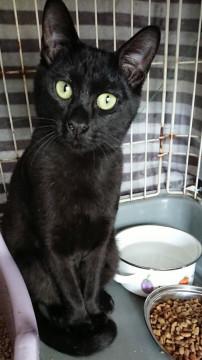 縁起のいい 黒招きねこ(*^▽^*)