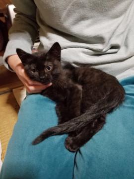 約３ヶ月の黒猫の女の子です。