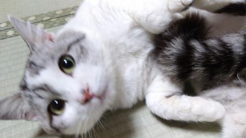 去勢済みシロイヨウセイ【日丸】るるる～