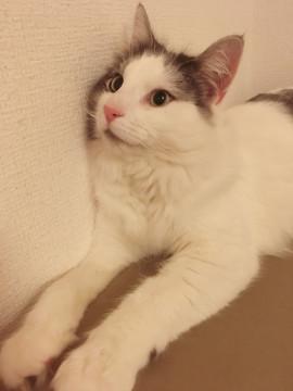 ノルウェージャン かわいい一歳男の子