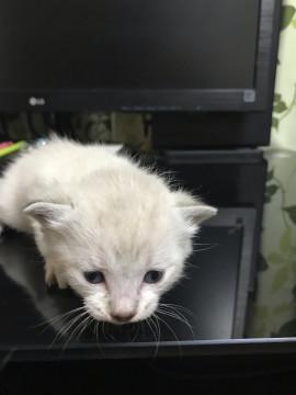赤ちゃんスコティッシュ３匹３月6日生まれ
