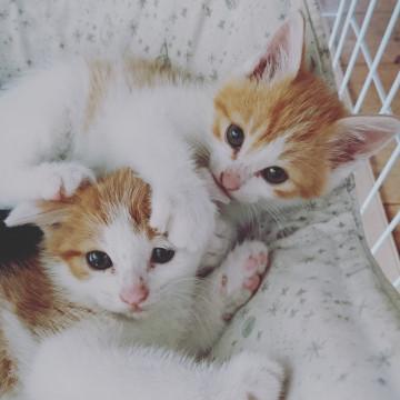 茶白のかわいい兄妹です