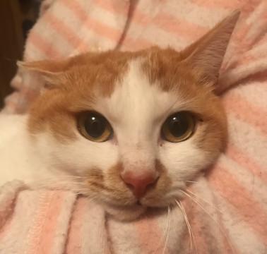 茶白の楽ちゃん