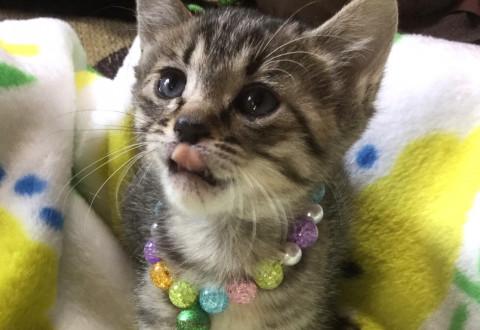 可愛い子猫です♪