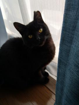 ゴロゴロの甘えっ子　男の子の黒仔猫