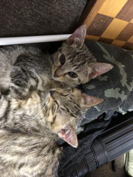美キジ猫 目が開いている方です