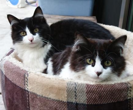 ふわふわの白黒こねこ