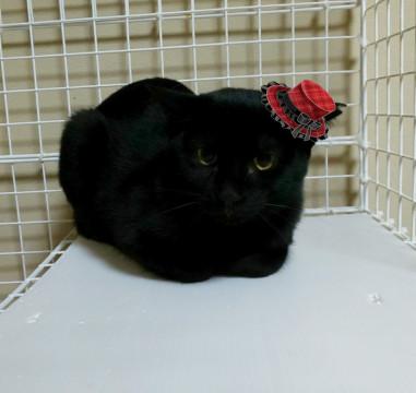猫が大好きジャム子ちゃん