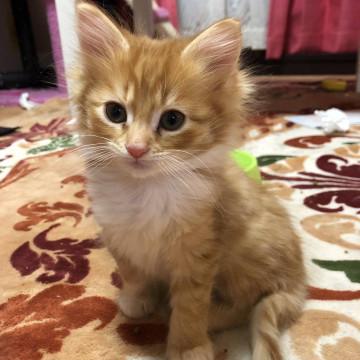 可愛い茶トラの兄弟