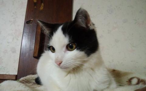 僕を保護してと庭先に現われた