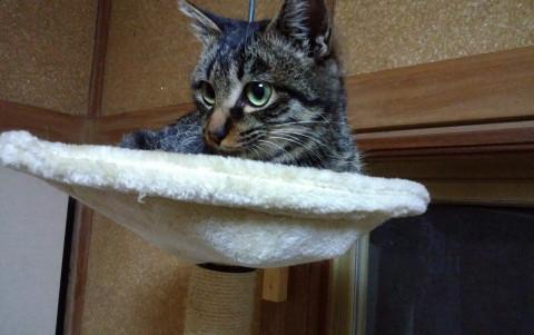 神社の子キジ君