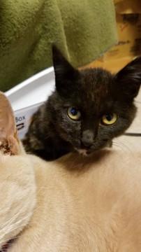 人馴れ馴れお腹出しさび柄女の子