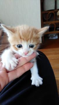 とろけるかわいさ美猫ちゃん
