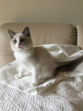 上品な王子様猫です。