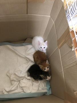かわいい子猫三匹です