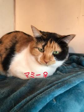 あたたかい 三毛猫ちゃん(*´꒳`*)