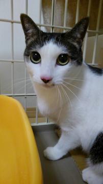 トライアル中です！7才人恋しい女子