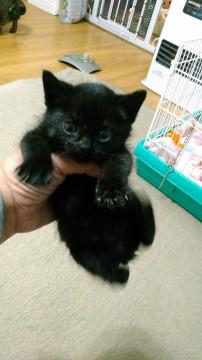 3月21日頃生の黒色の男の子