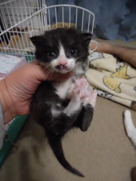 3月21日頃生の黒白の女の子